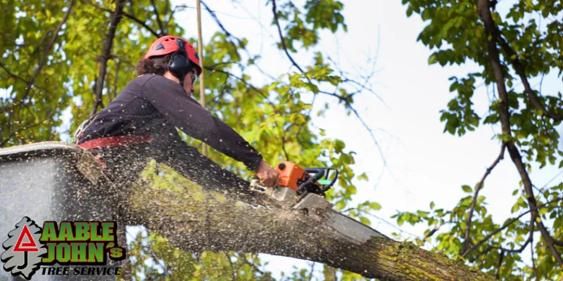 Tree Service Kennesaw GA
