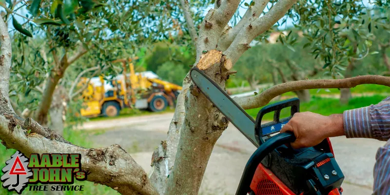 Tree Service Kennesaw GA