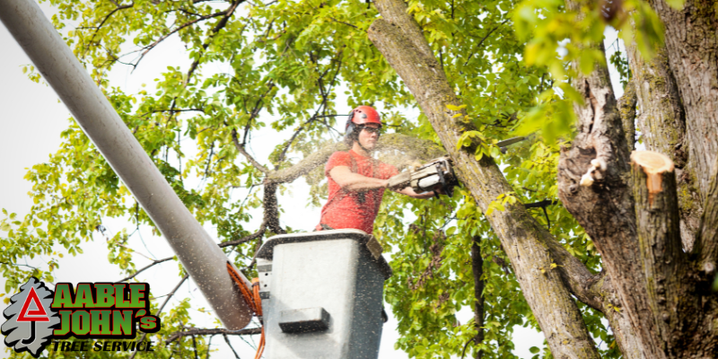 Tree Health Assessment Service Kennesaw GA