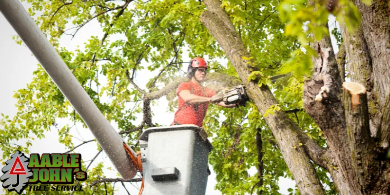 ISA Certified Arborist conducting a tree health assessment in Kennesaw, GA