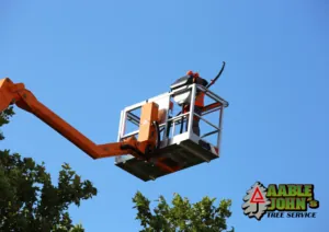 Aable John's Tree Service project photo