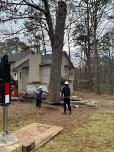 Aable John's Tree Service project photo