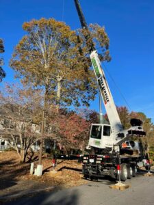 Aable John's Tree Service project photo