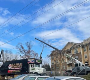 Aable John's Tree Service project photo