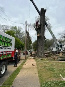 Tree Removal Kennesaw GA