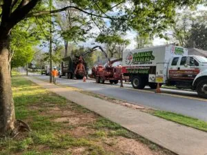 Aable John's Tree Service project photo