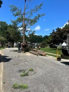 Aable John's Tree Service project photo