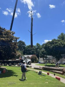 Aable John's Tree Service project photo