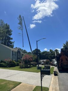 Aable John's Tree Service project photo