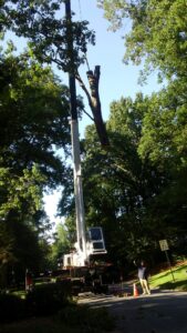 Aable John's Tree Service project photo
