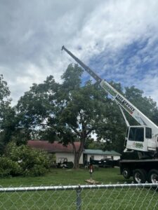 Aable John's Tree Service project photo