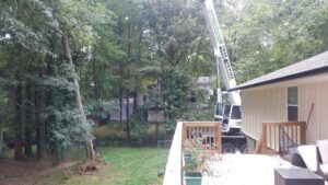 Aable John's Tree Service project photo