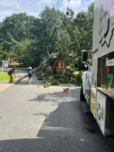 Aable John's Tree Service project photo