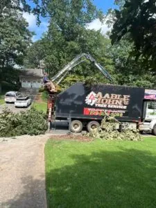 Aable John's Tree Service project photo