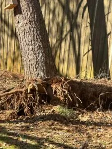 Aable John's Tree Service project photo