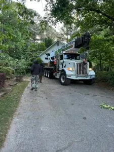 Aable John's Tree Service project photo