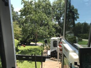 Aable John's Tree Service project photo