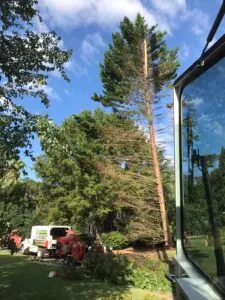 Aable John's Tree Service project photo