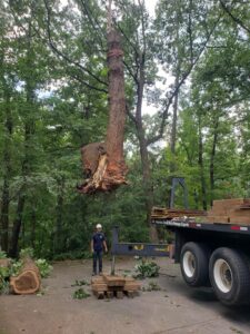 Aable John's Tree Service project photo