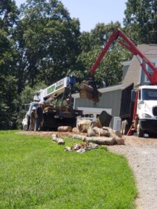 Aable John's Tree Service project photo