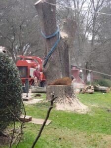 Aable John's Tree Service project photo