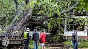 Aable John's Tree Service project photo